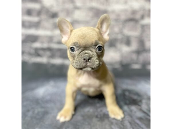 French Bulldog DOG Male Bl Fwn 15725 Petland Chillicothe, Ohio