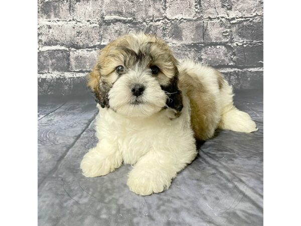 Teddy DOG Male tri 15723 Petland Chillicothe, Ohio