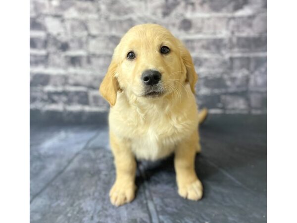 Golden Retriever DOG Female Golden 15722 Petland Chillicothe, Ohio