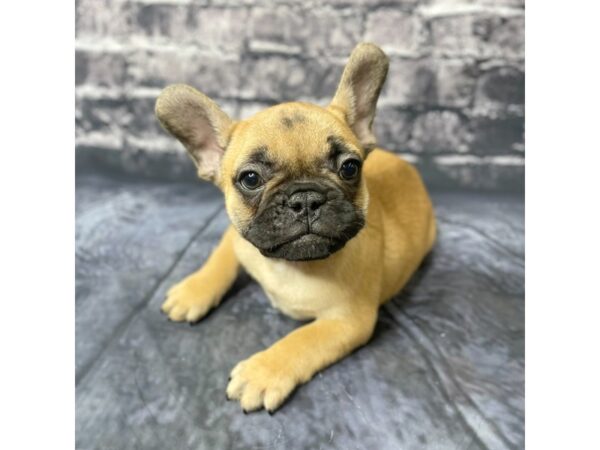 French Bulldog DOG Male Fawn 15719 Petland Chillicothe, Ohio