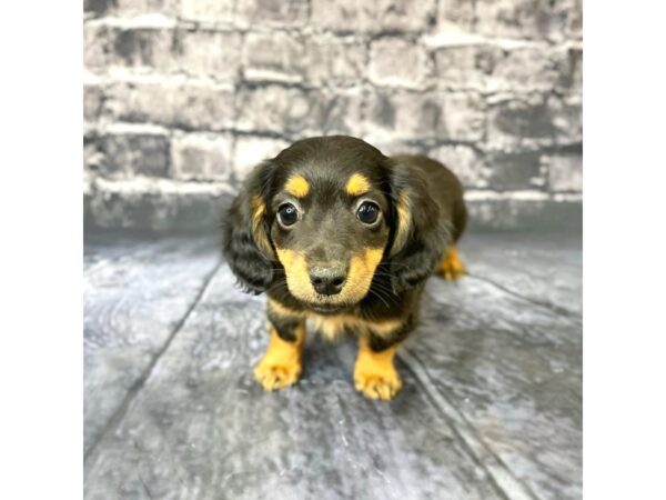 Dachshund DOG Male Black / Tan 15718 Petland Chillicothe, Ohio