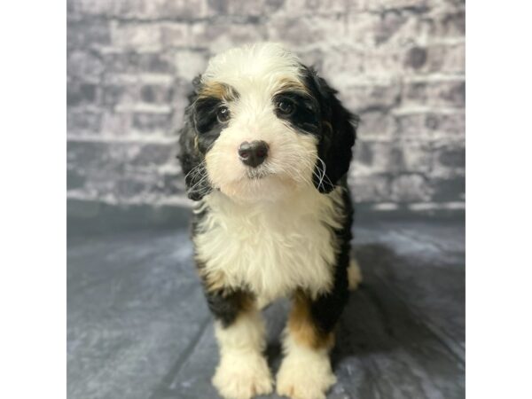 Mini Bernadoodle DOG Female Tri 15717 Petland Chillicothe, Ohio