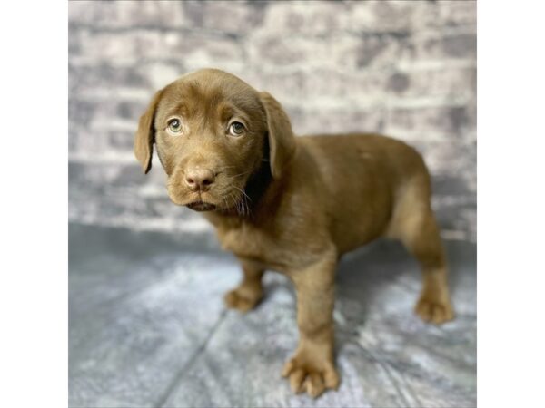 Labrador Retriever DOG Female Chocolate 15716 Petland Chillicothe, Ohio