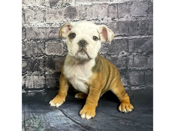 Bulldog DOG Male Rd Wh 15741 Petland Chillicothe, Ohio