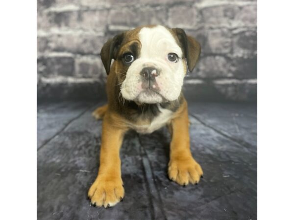 Bulldog-DOG-Female-Rd & WH-15740-Petland Chillicothe, Ohio