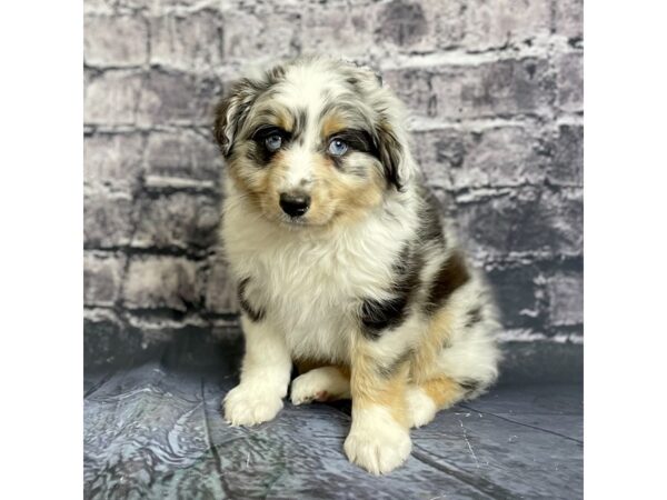 Mini Aussie DOG Male BLUE MERLE 15738 Petland Chillicothe, Ohio