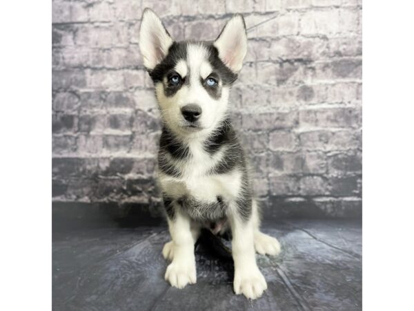 Siberian Husky DOG Male Black & White 15735 Petland Chillicothe, Ohio