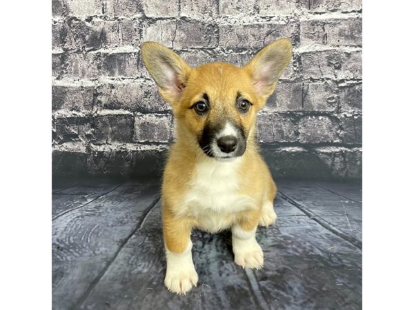 Pembroke Welsh Corgi DOG Female Red / White 15734 Petland Chillicothe, Ohio