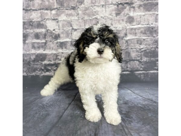 Bernedoodle Mini 2nd Gen-DOG-Male-Black White / Tan-15732-Petland Chillicothe, Ohio