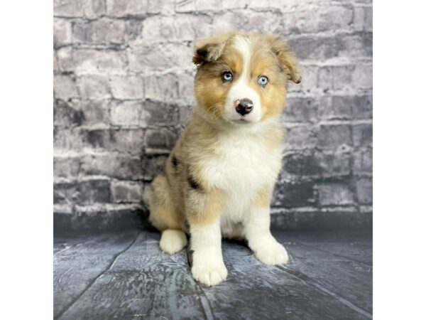 Australian Shepherd DOG Male Blue Merle / White 15731 Petland Chillicothe, Ohio