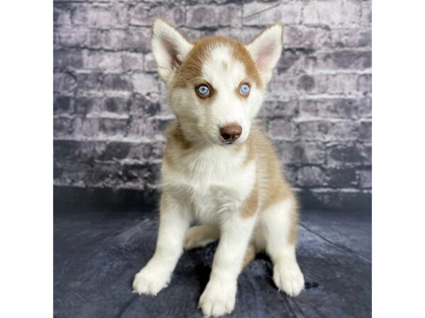 Siberian Husky DOG Male Red / White 15730 Petland Chillicothe, Ohio