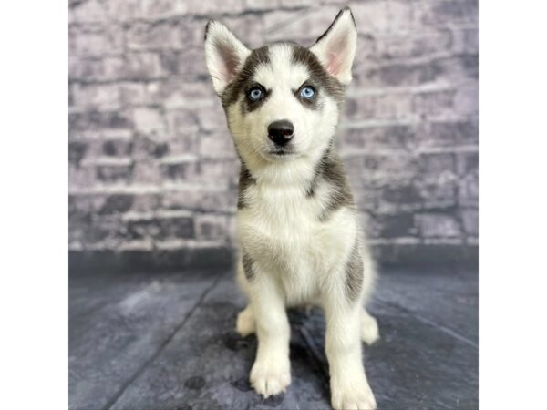 Siberian Husky DOG Female Black / White 15729 Petland Chillicothe, Ohio