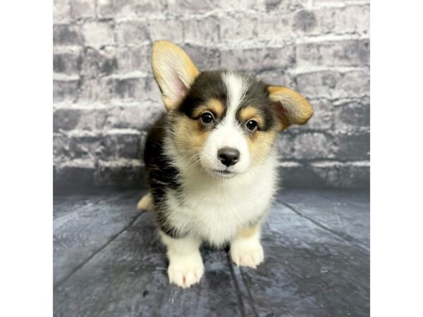 Pembroke Welsh Corgi DOG Female Black White / Tan 15728 Petland Chillicothe, Ohio