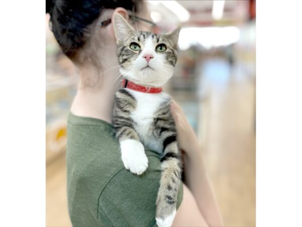 Adopt A Pet Kitten-CAT-Male-tabby-15743-Petland Chillicothe, Ohio