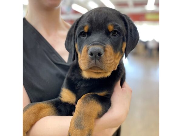 Rottweiler DOG Male Black & Tan 15692 Petland Chillicothe, Ohio