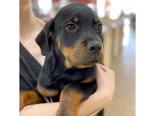 Rottweiler DOG Male Black & Tan 15714 Petland Chillicothe, Ohio