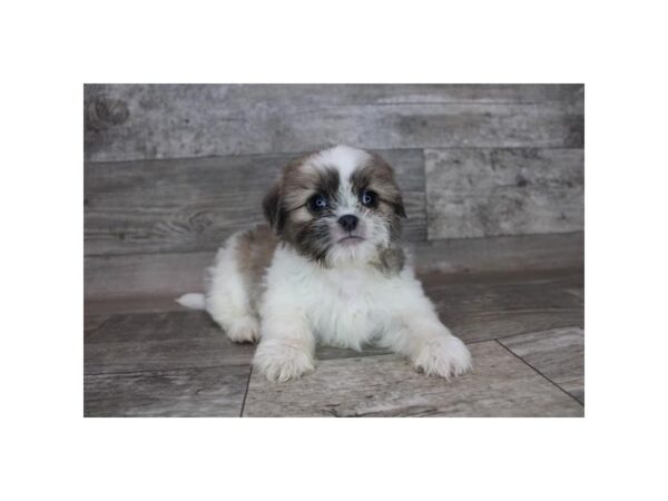 Shih Tzu Puppy Blue Fawn / White ID:15750 Located at Petland