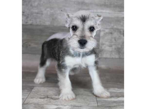 Miniature Schnauzer DOG Female Salt / Pepper 15749 Petland Chillicothe, Ohio