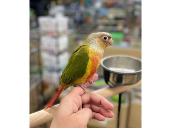 Pineapple Green Cheek Conure-BIRD---15764-Petland Chillicothe, Ohio
