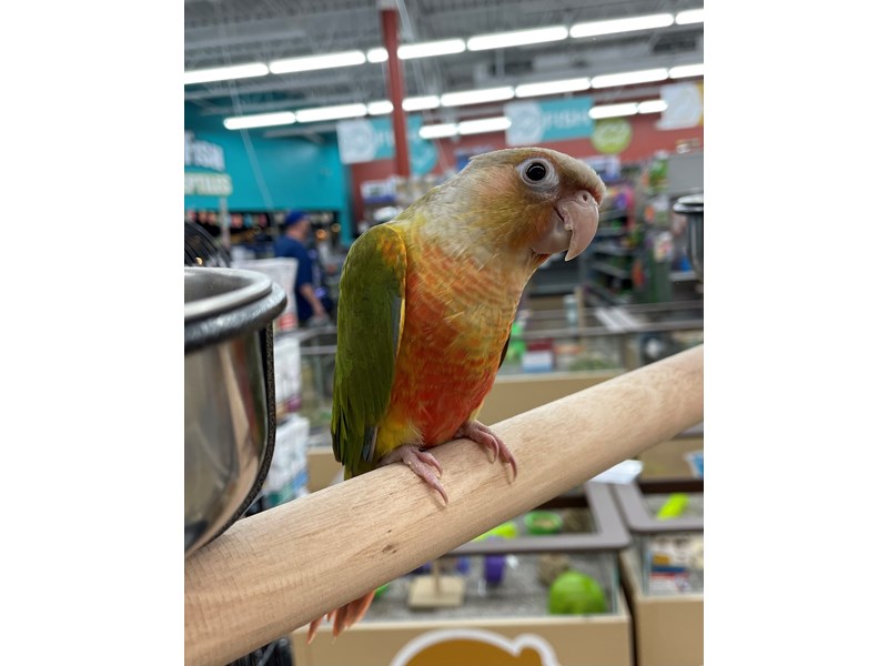 Pineapple Green Cheek ConureBIRD3617186Petland Chillicothe, Ohio