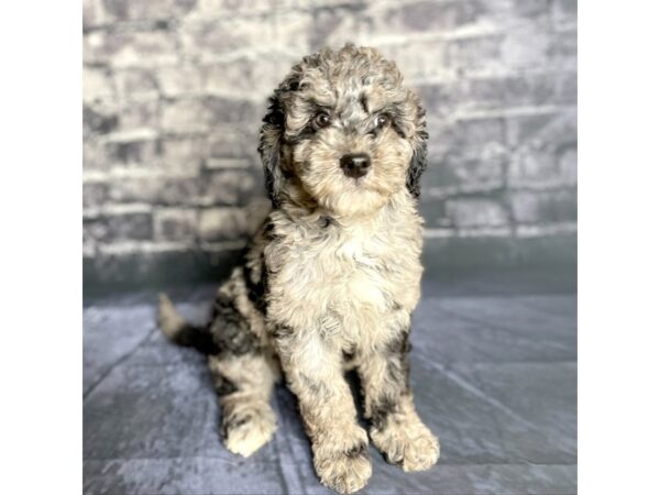 Mini Goldendoodle-DOG-Female-Merle-15763-Petland Chillicothe, Ohio