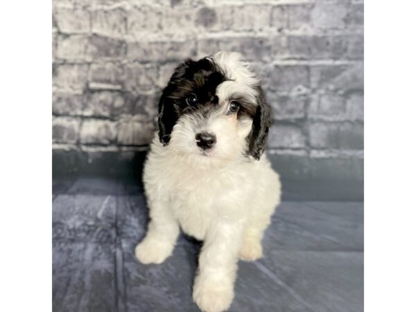 Mini Goldendoodle-DOG-Male-blk&wh-15762-Petland Chillicothe, Ohio