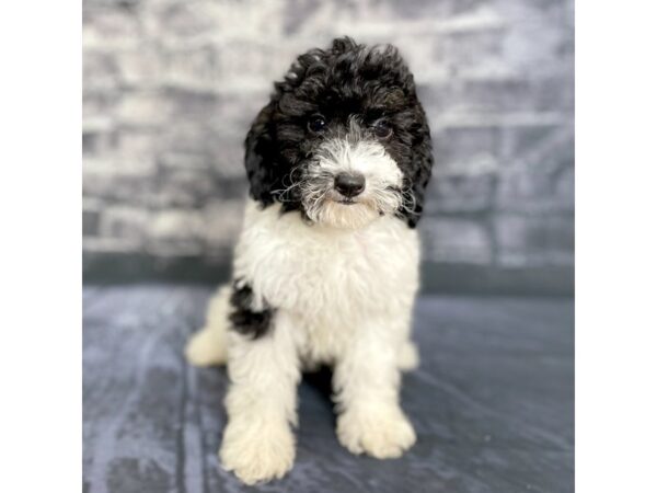 Miniature Poodle-DOG-Female-blk & wh-15761-Petland Chillicothe, Ohio