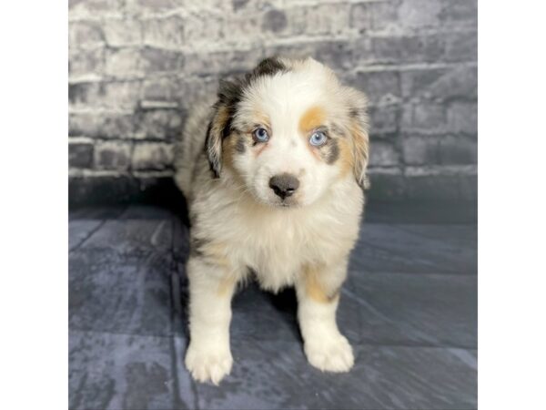 Miniature American Shepherd DOG Male Blue Merle 15757 Petland Chillicothe, Ohio