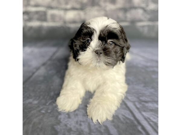 Shih Tzu DOG Male Black / White 15758 Petland Chillicothe, Ohio
