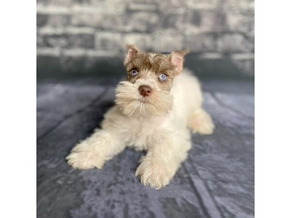 Miniature Schnauzer DOG Male Chocolate / White 15756 Petland Chillicothe, Ohio