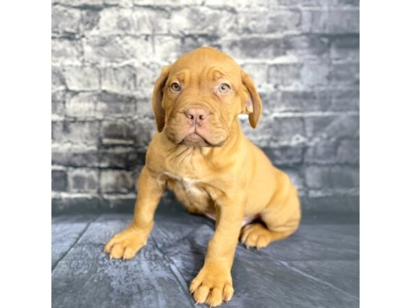 Dogue de Bordeaux DOG Male Red 15753 Petland Chillicothe, Ohio