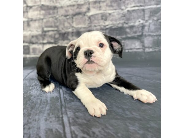 Bulldog DOG Female Black / White 15747 Petland Chillicothe, Ohio