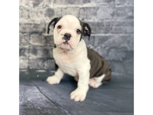 Bulldog DOG Male Black / White 15748 Petland Chillicothe, Ohio