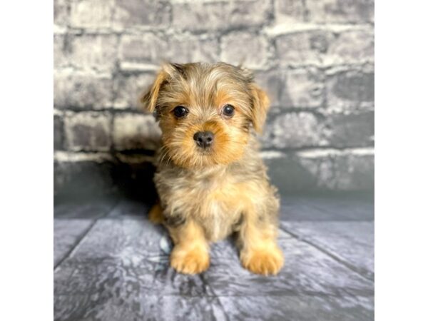 Yorkshire Terrier DOG Male Blue Merle 15752 Petland Chillicothe, Ohio