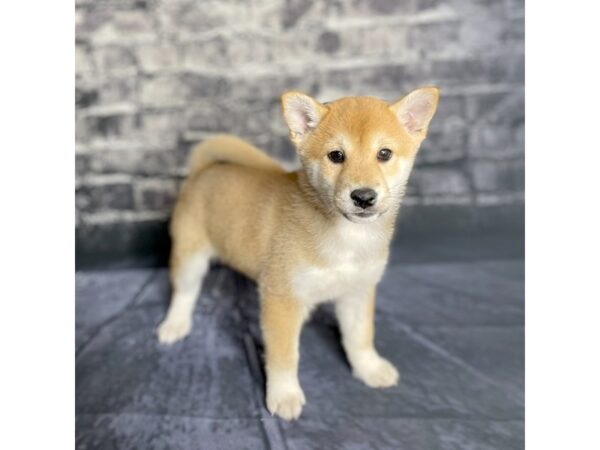 Shiba Inu-DOG-Female-Red-15755-Petland Chillicothe, Ohio