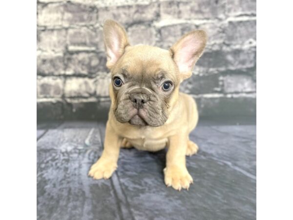 French Bulldog DOG Male Blue Fawn 15745 Petland Chillicothe, Ohio