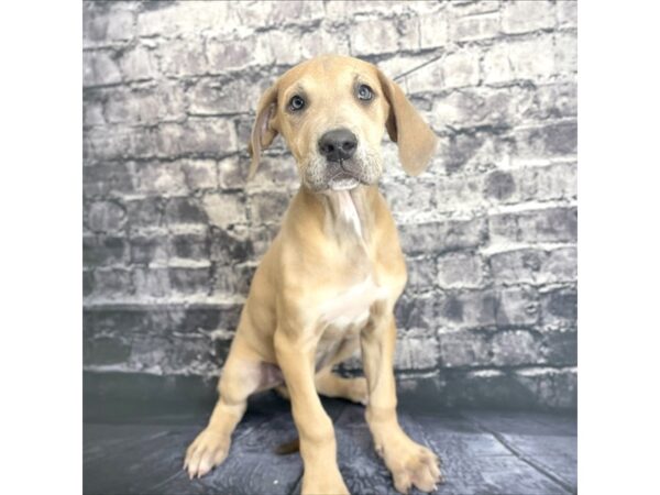 Great Dane DOG Female Fawn 15746 Petland Chillicothe, Ohio