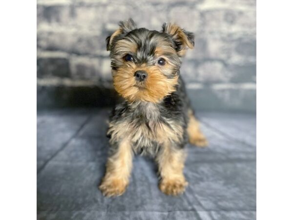 Yorkshire Terrier DOG Female Black / Tan 15779 Petland Chillicothe, Ohio