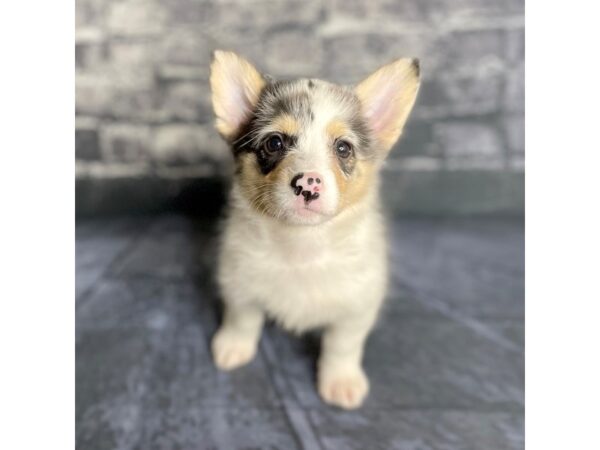 Pembroke Welsh Corgi DOG Female Blue Merle 15778 Petland Chillicothe, Ohio