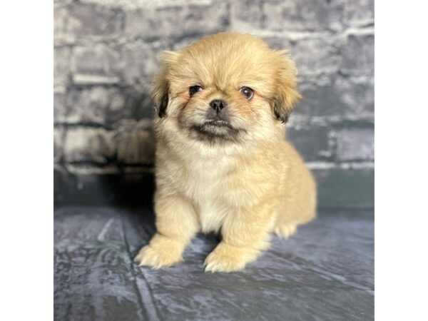 Pekingese DOG Male Cream 15777 Petland Chillicothe, Ohio