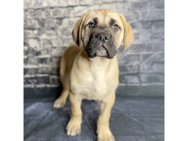 Mastiff DOG Male Fawn 15776 Petland Chillicothe, Ohio