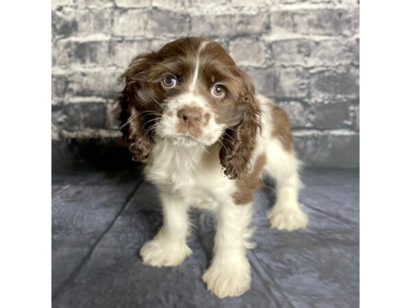 Cocker Spaniel DOG Male Chocolate / White 15774 Petland Chillicothe, Ohio