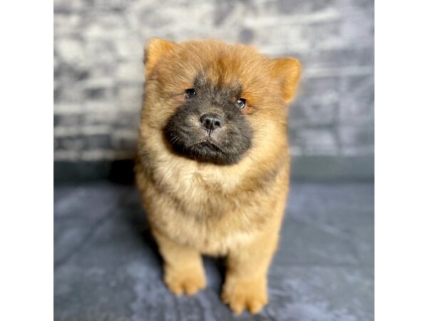 Chow Chow DOG Male Red 15773 Petland Chillicothe, Ohio