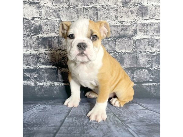 Bulldog DOG Female Red 15772 Petland Chillicothe, Ohio