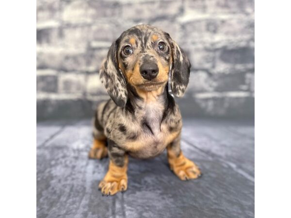 Dachshund DOG Male Black / Tan 15744 Petland Chillicothe, Ohio