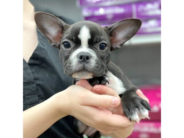 Frenchton-DOG-Female-Blk & Wh-15724-Petland Chillicothe, Ohio