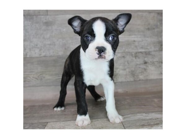 Boston Terrier-DOG-Female-Black / White-15788-Petland Chillicothe, Ohio