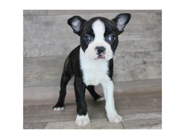 Boston Terrier DOG Female Black / White 15788 Petland Chillicothe, Ohio