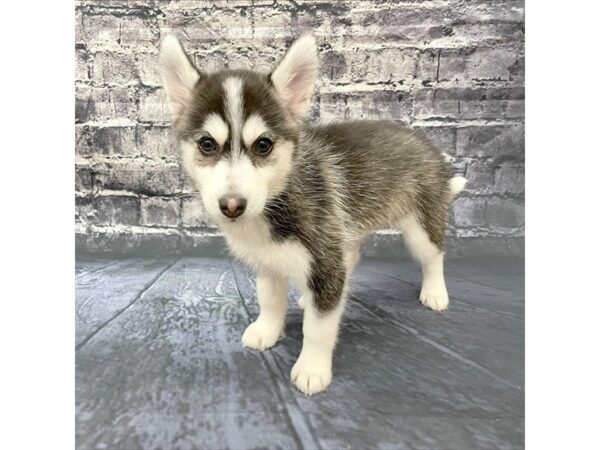 Pomsky DOG Male Blk Wh 15793 Petland Chillicothe, Ohio