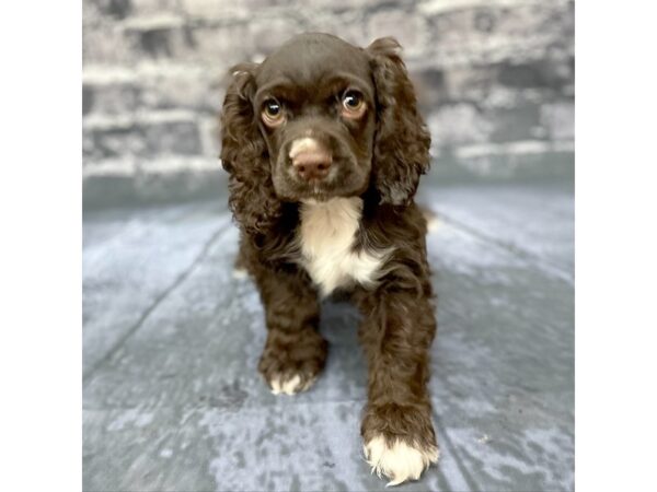 Cocker Spaniel DOG Female Brown 15785 Petland Chillicothe, Ohio